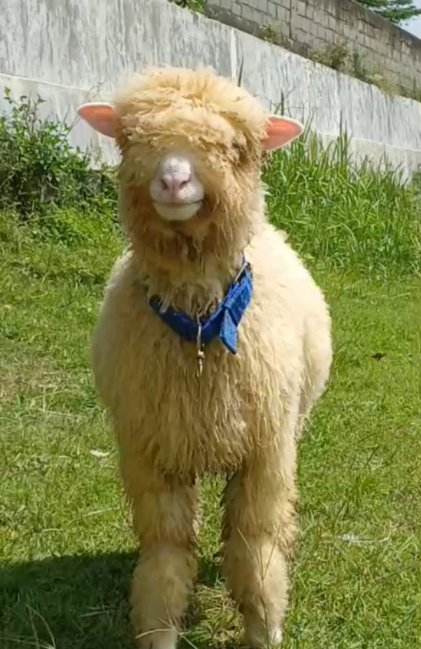 Supplier Kambing Kurban Perusahaan